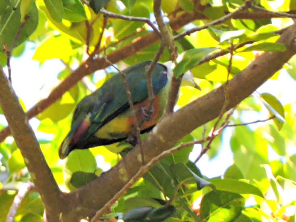 Palau Fruit-Dove Palau Fruit-Dove