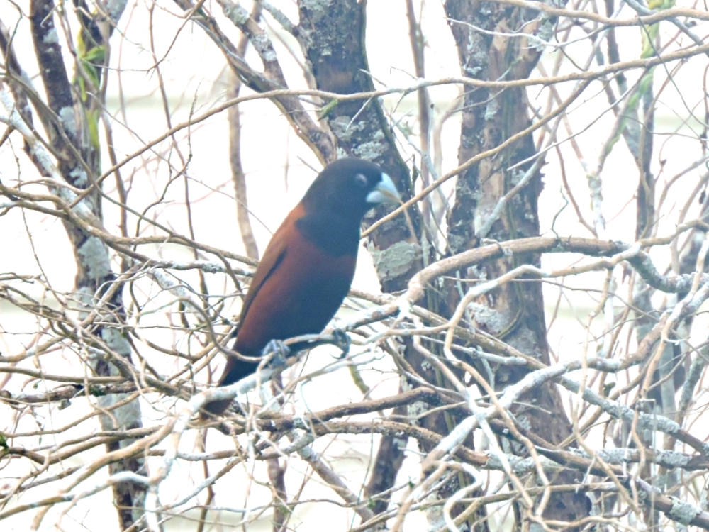  Chestnut Munia 