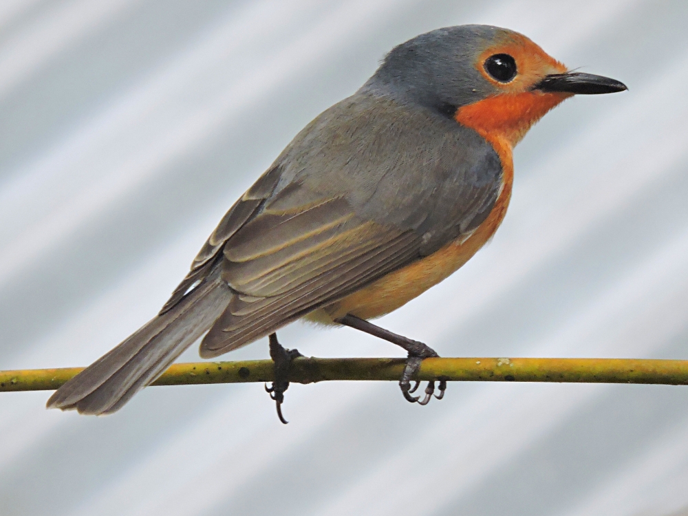 Palau Flycatcher Palau Flycatcher</b>