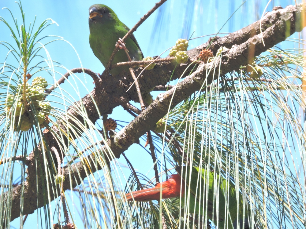  Blue-Faced Parrotfinch 