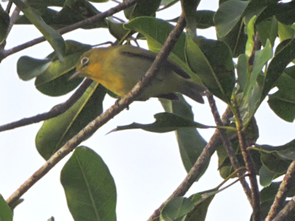 Caroline Islands White-Eye Caroline Islands White-Eye
