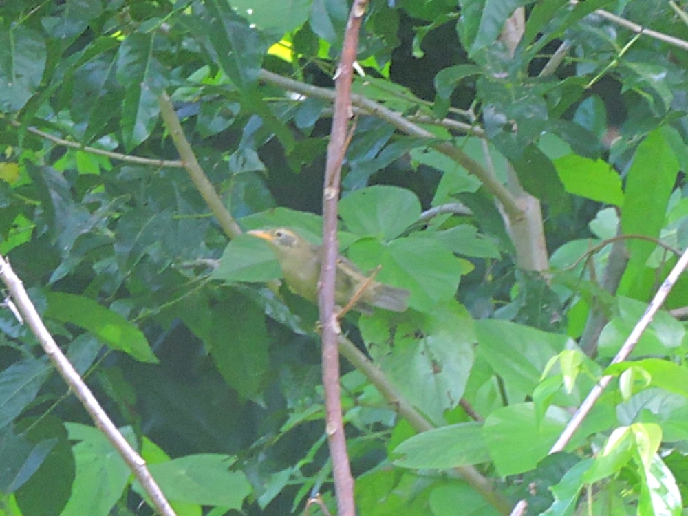 Giant White-Eye Giant White-Eye