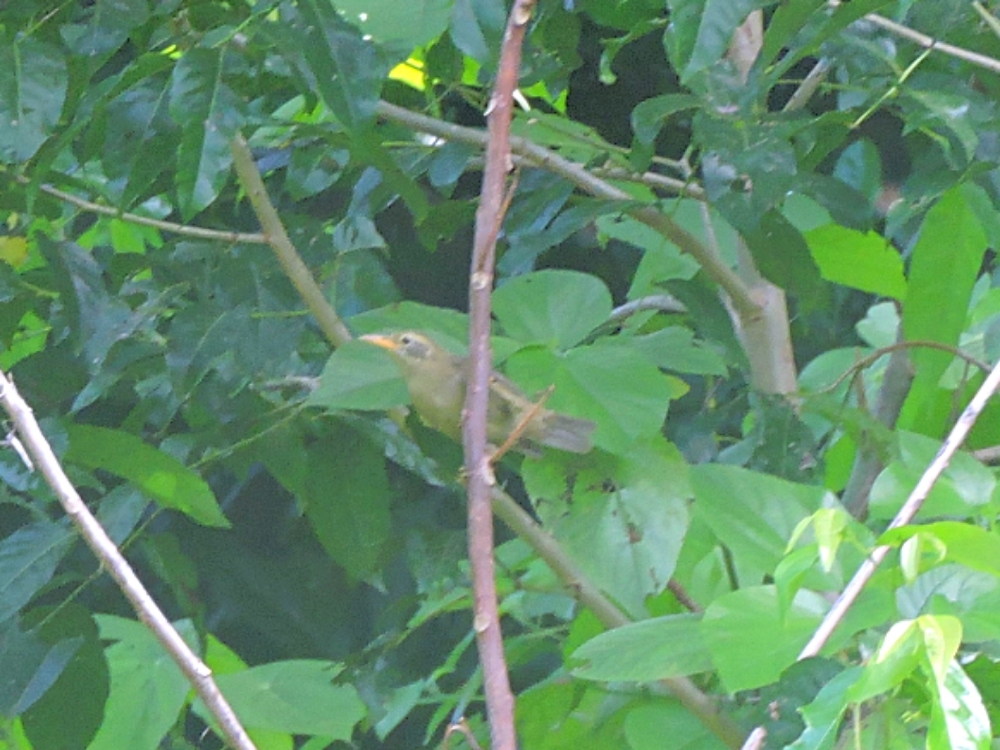  Giant White-Eye 