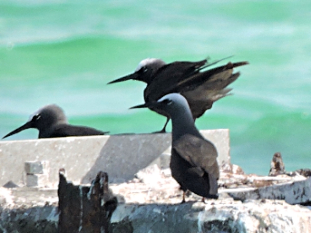 Black Noddy Black Noddy