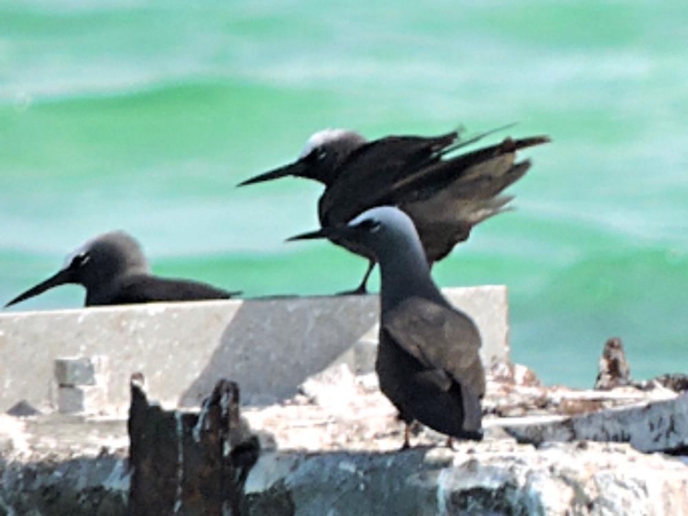  Black Noddy 