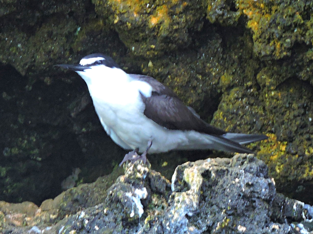 Bridled Tern Bridled Tern
