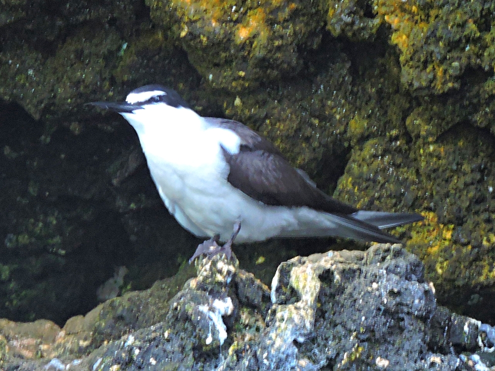  Bridled Tern 