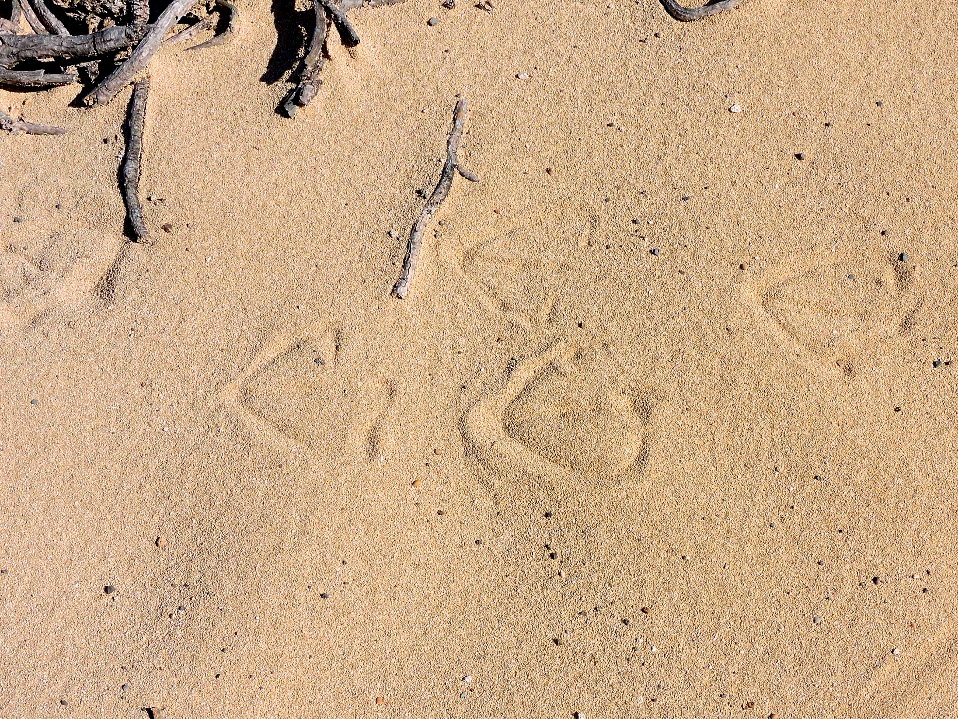  Bird footprints 