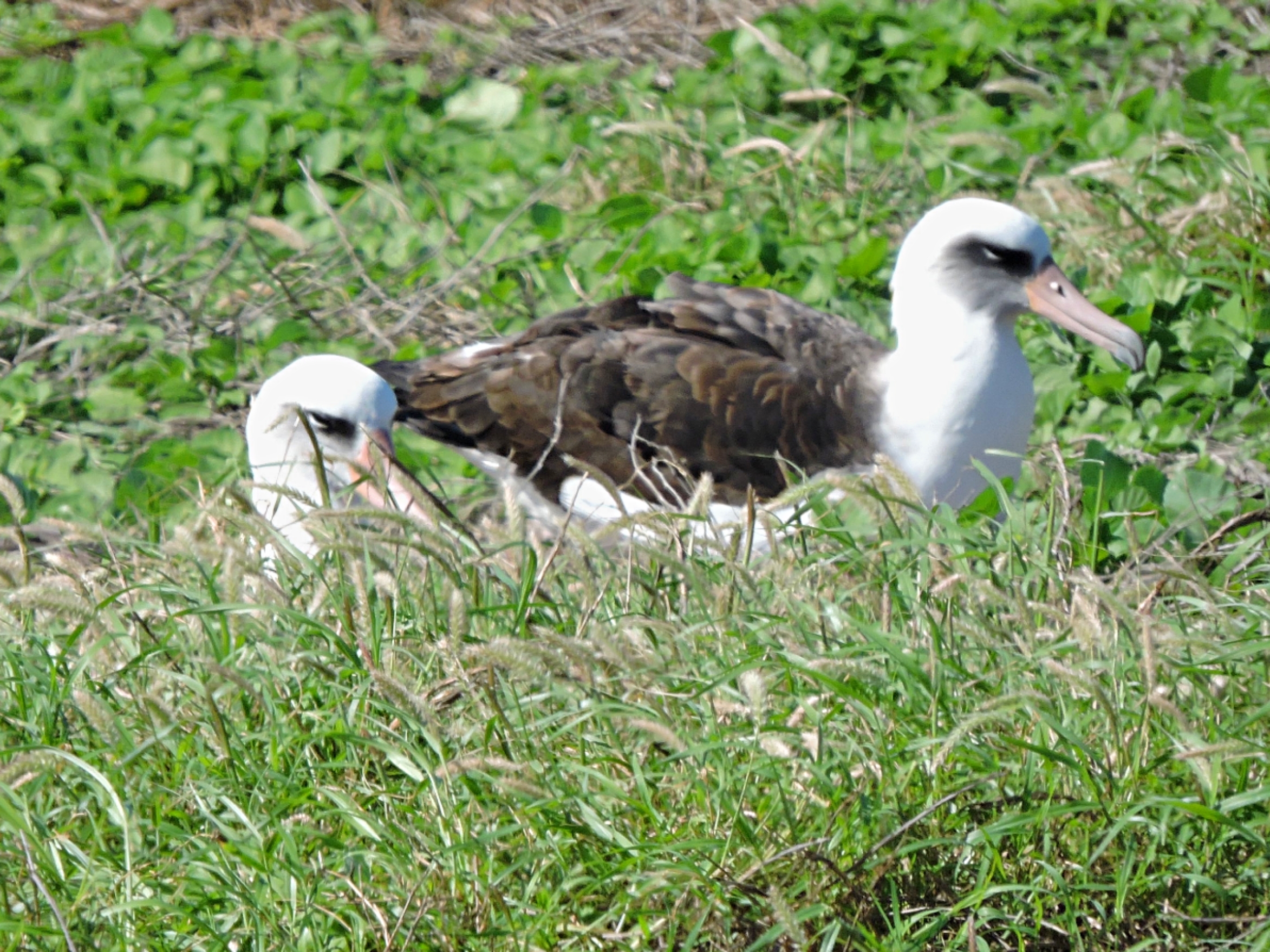  Laysan Albatross 