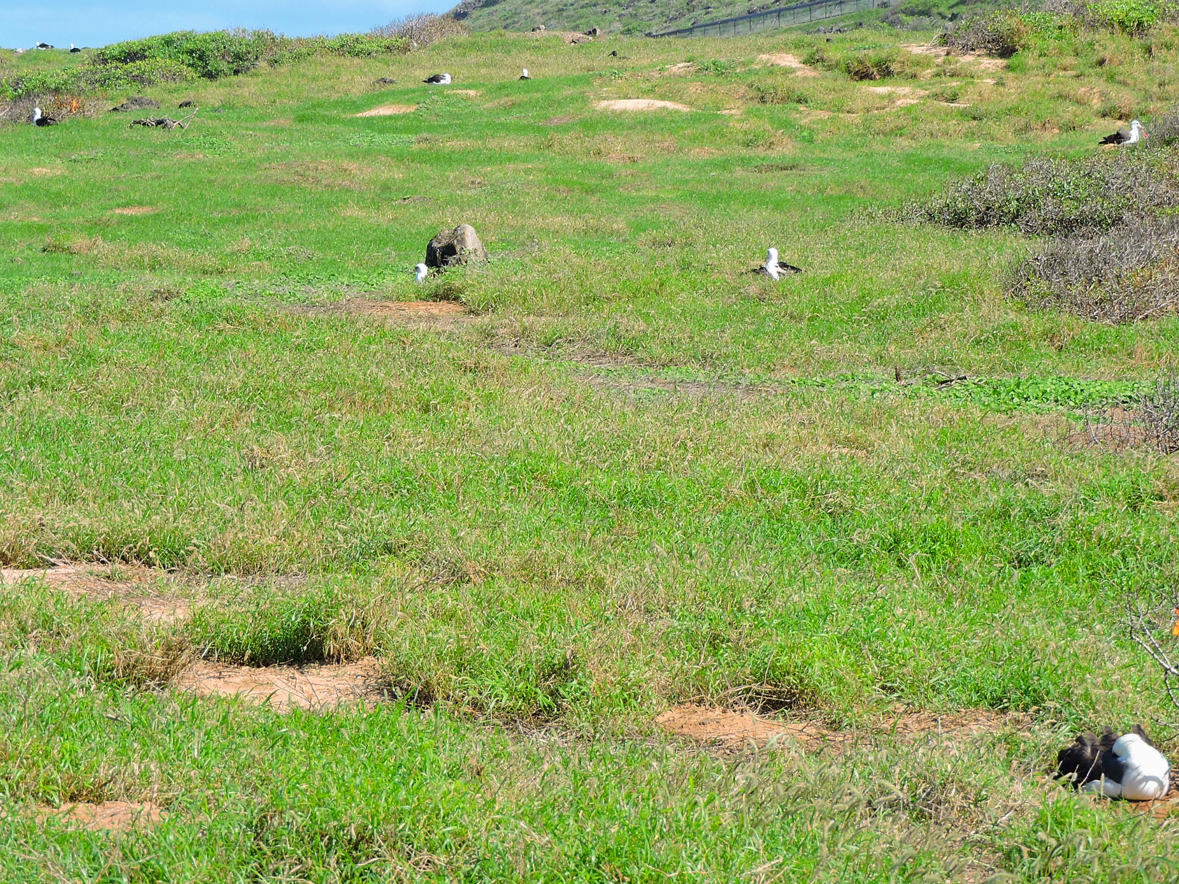  Albatross nest sites