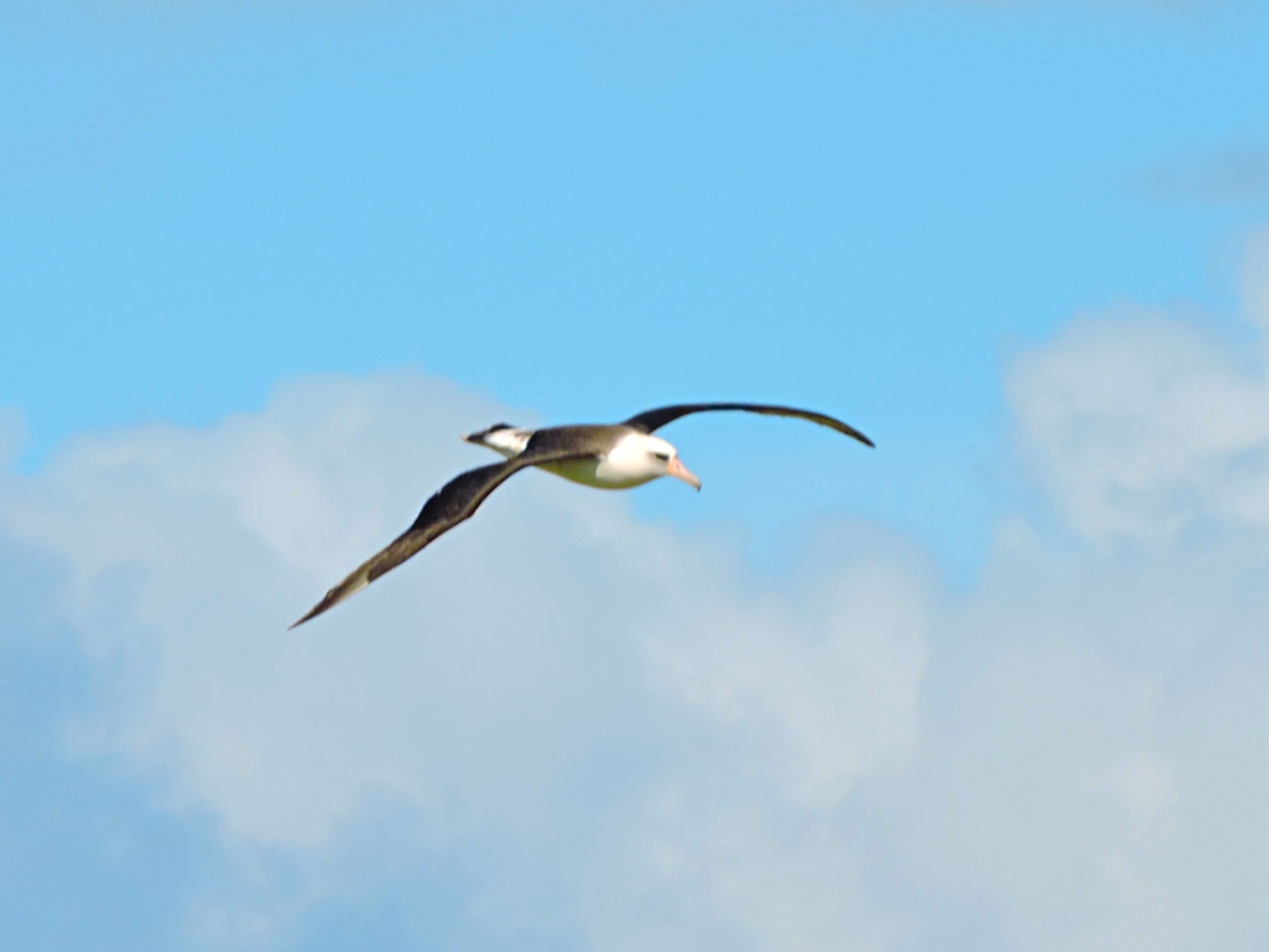  Laysan Albatross 