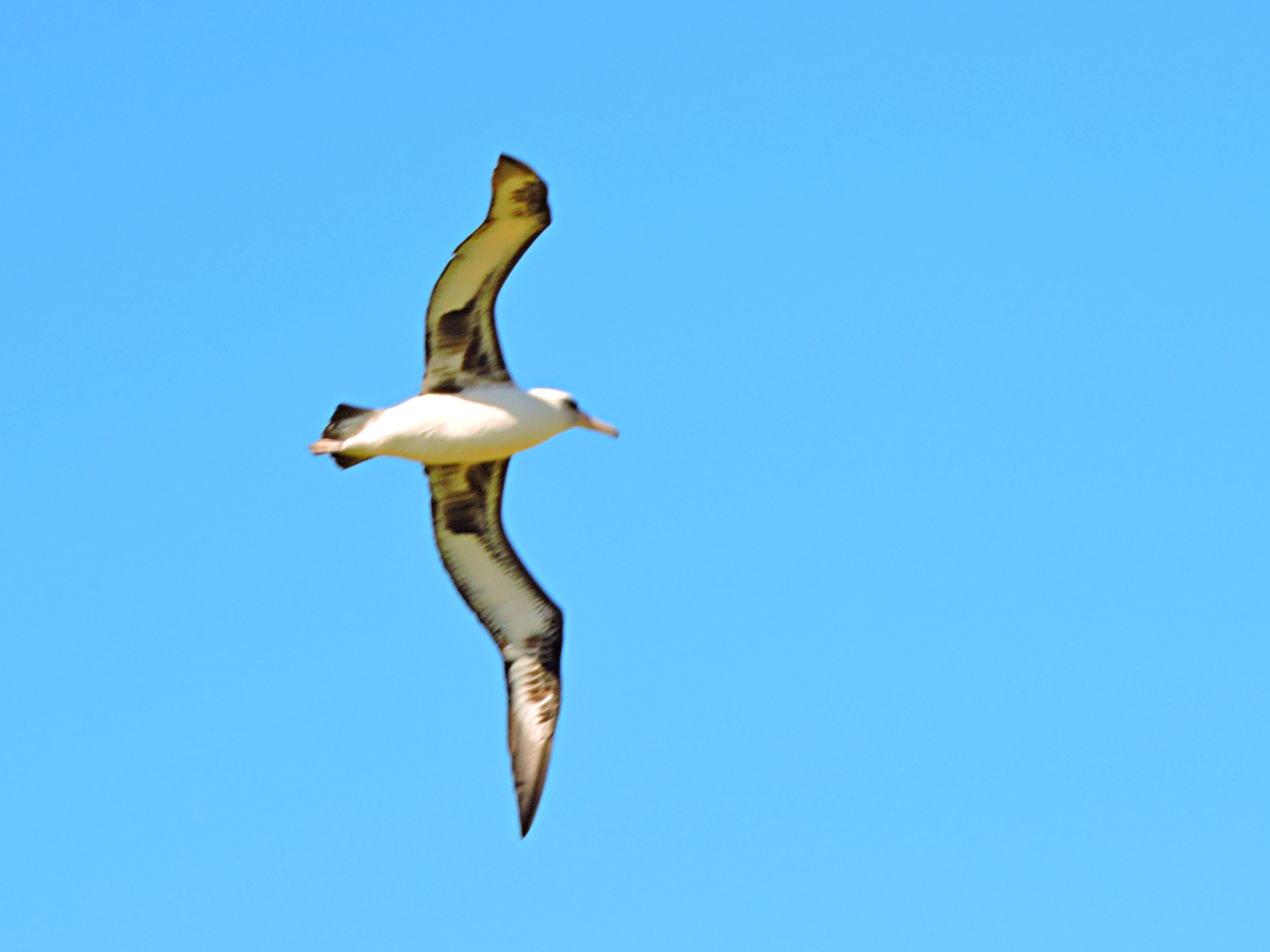  Laysan Albatross 