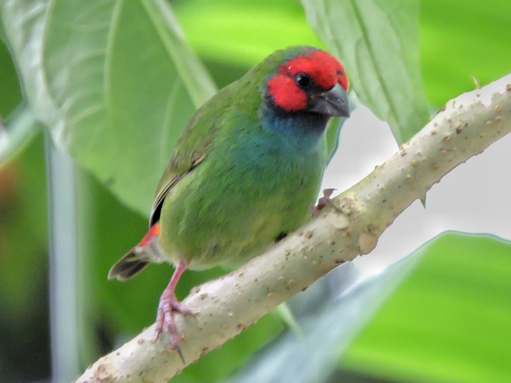  Fiji Parrotfinch 