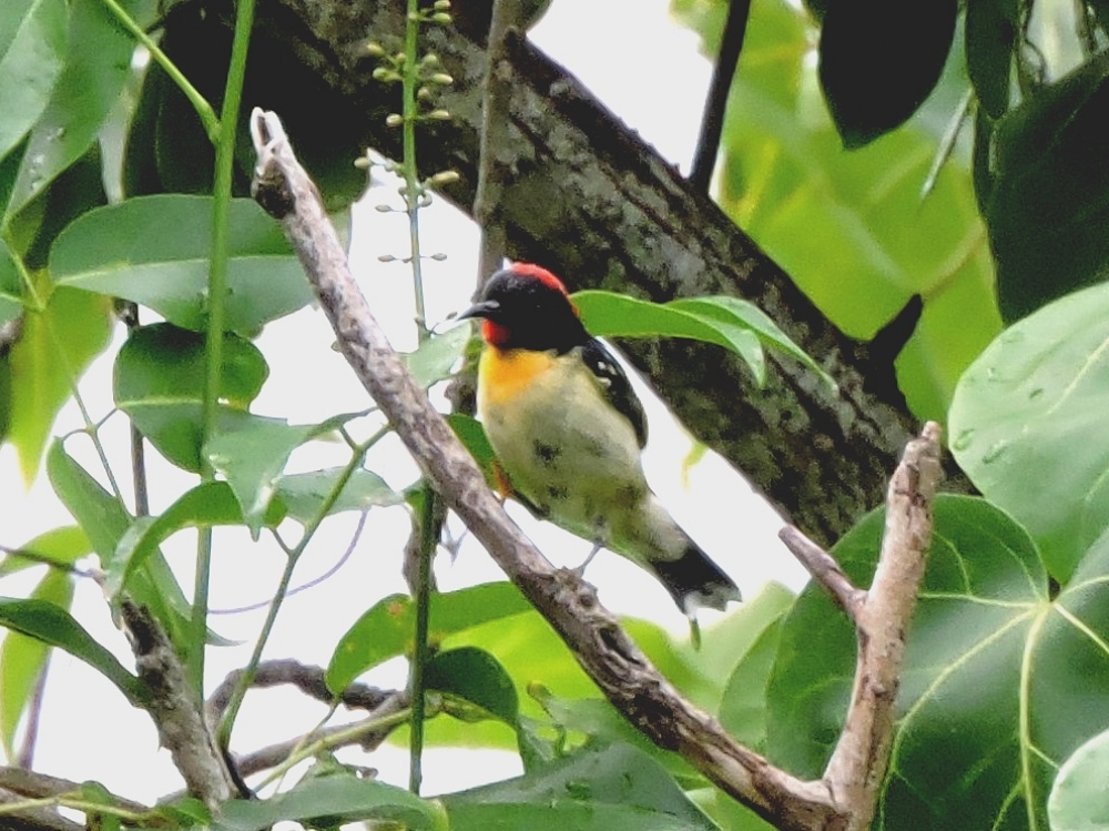  Orange-Breasted Myzomela 