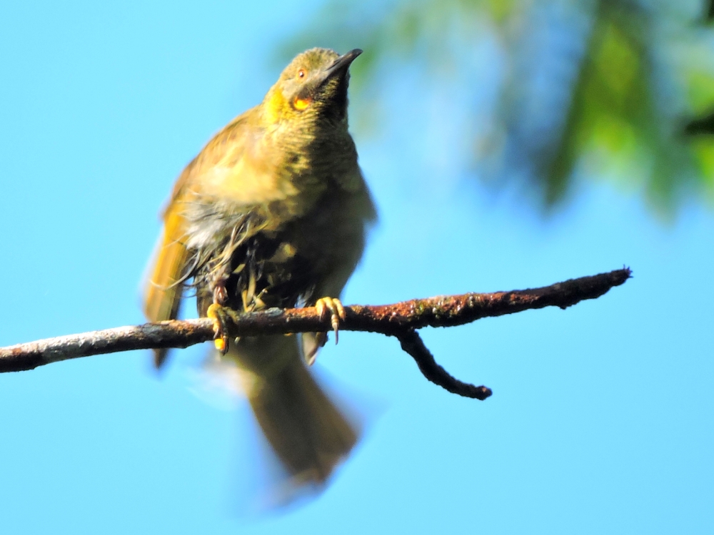  Western Wattled-Honeyeater 