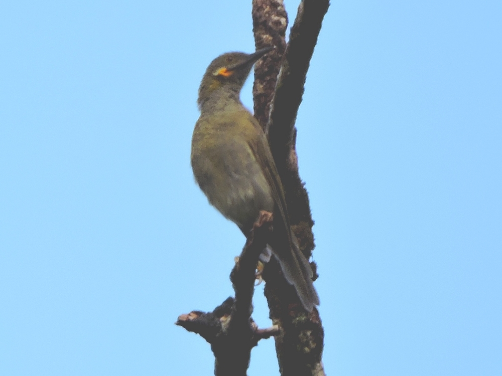  Northern Wattled-Honeyeater 