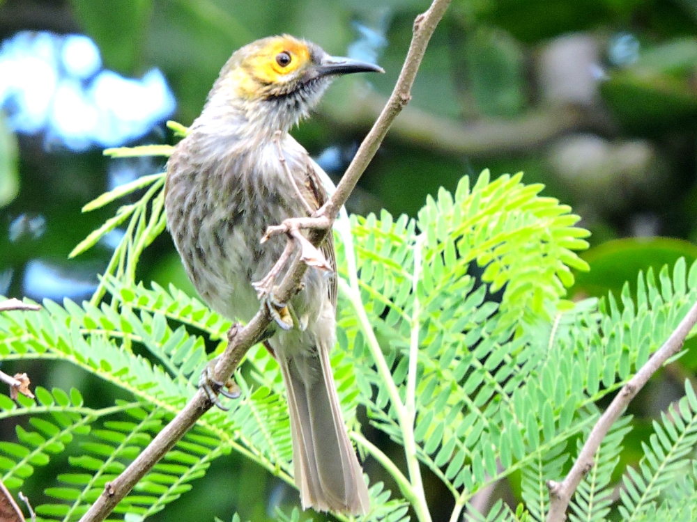  Kadavu Honeyeater 