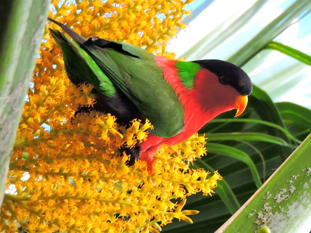  Collared Lory 