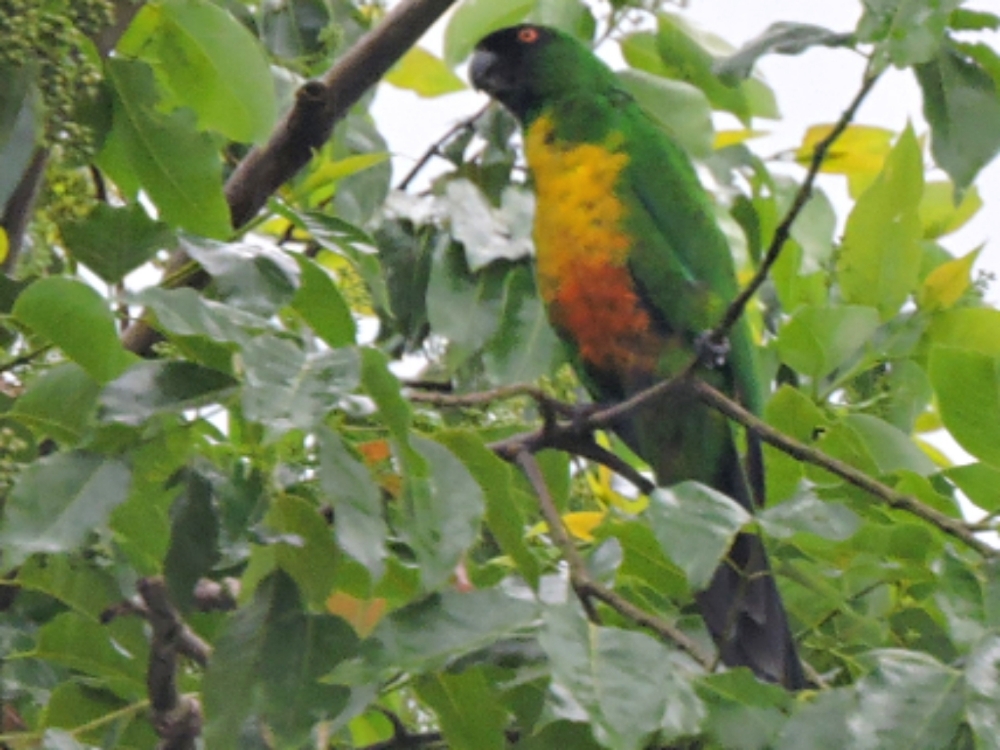  Masked Shining-Parrot 