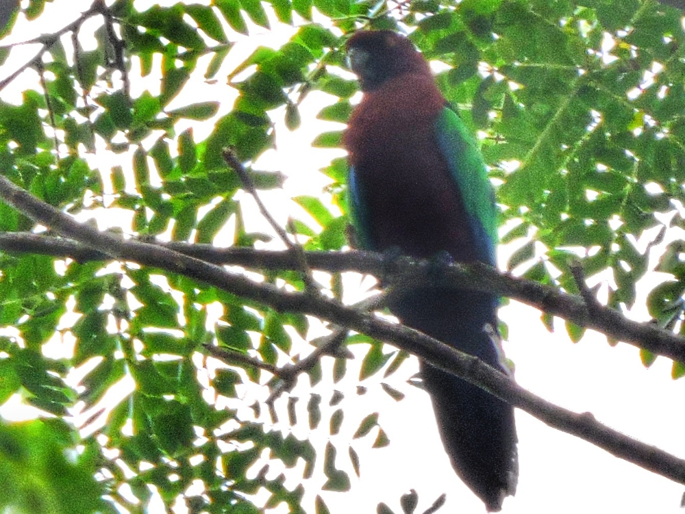  Maroon Shining-Parrot 