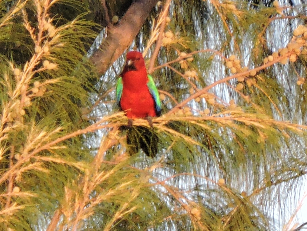 Crimson Shining-Parrot 