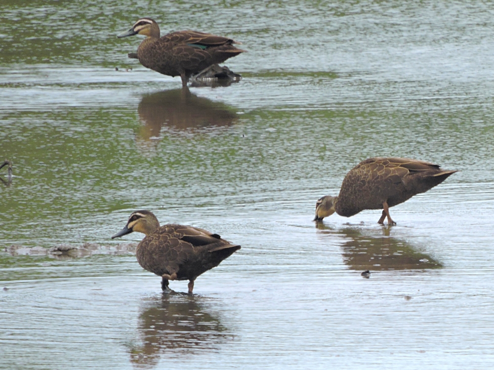  Pacific Black Duck 