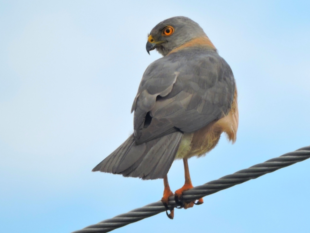  Fiji Goshawk 