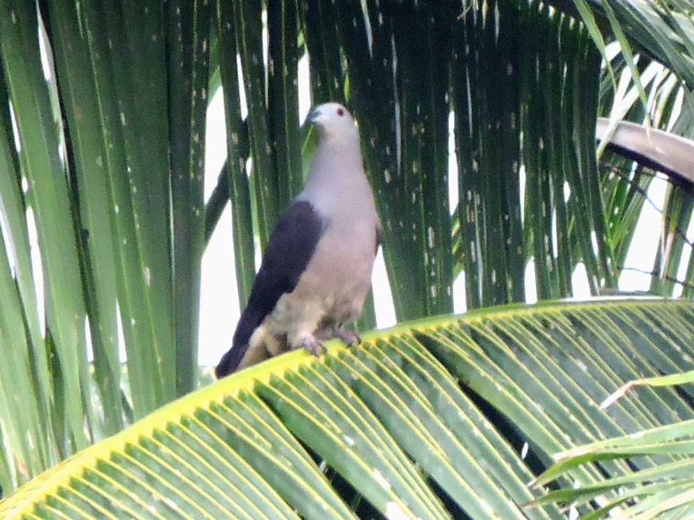  Peale’s Imperial-Pigeon 