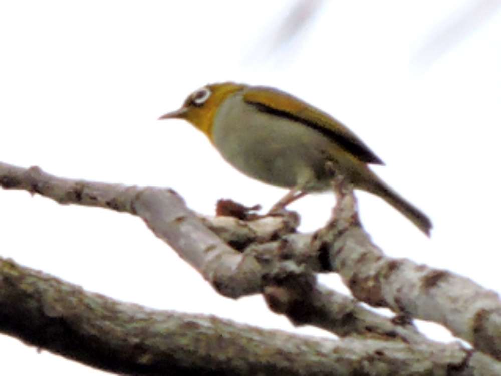  Silvereye 