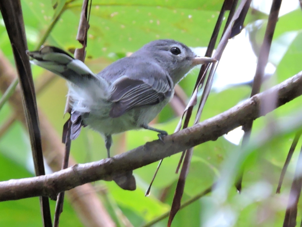  Slaty Monarch 