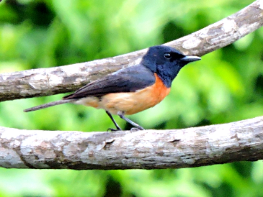  Vanikoro Flycatcher 