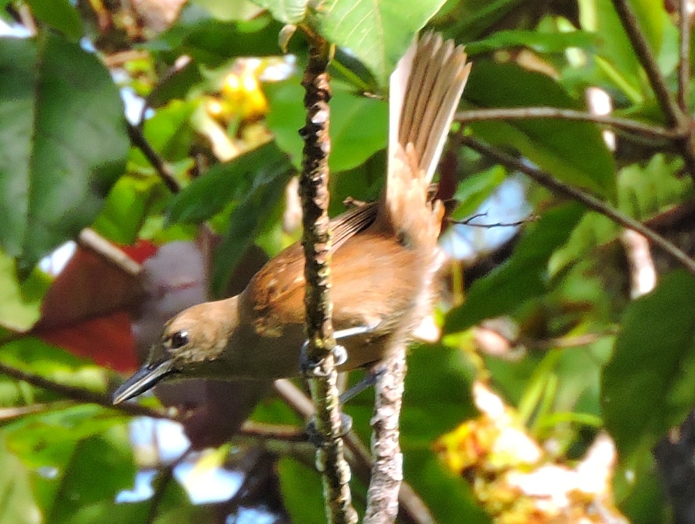  Fiji Shrikebill 