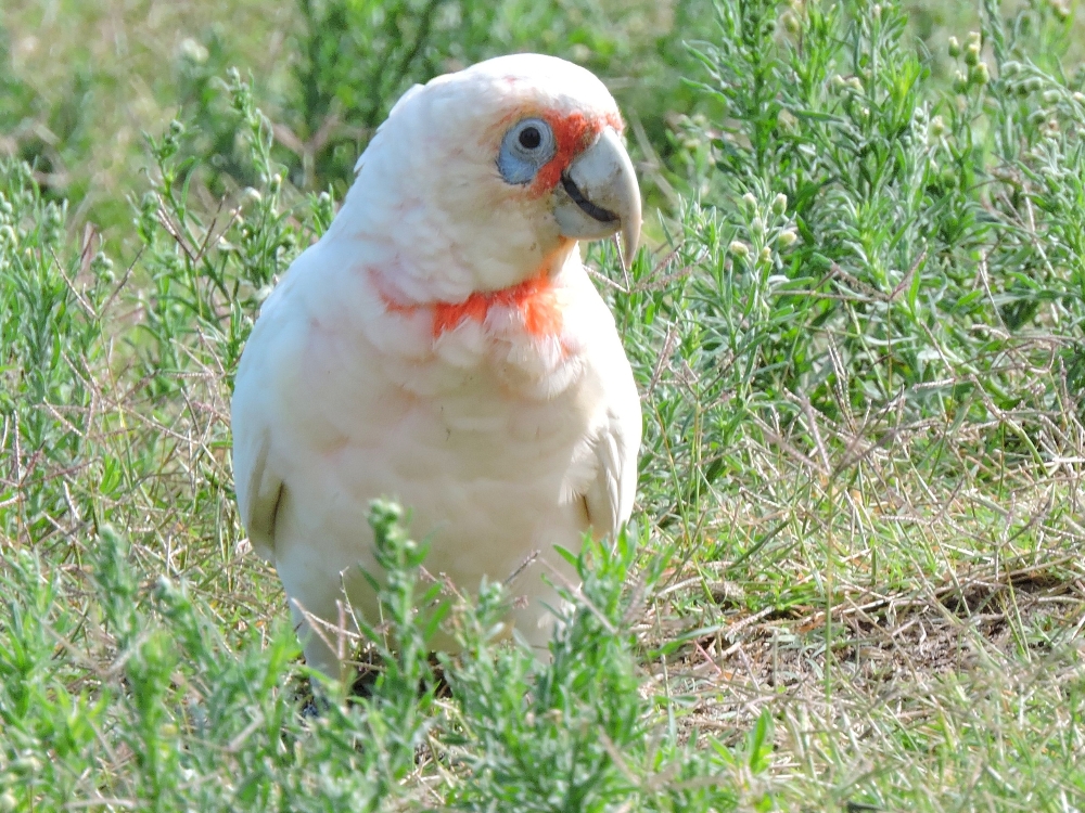  Long-Billed Corella 