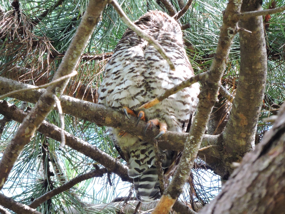 Powerful Owl Powerful Owl