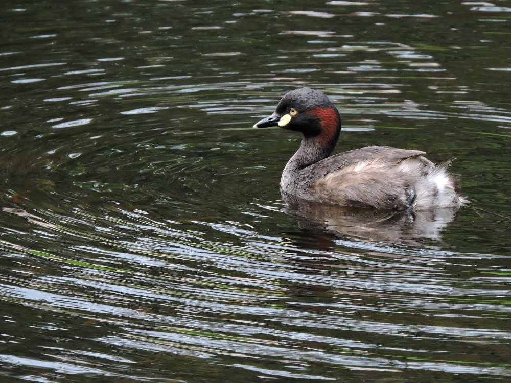  Australasian Grebe 