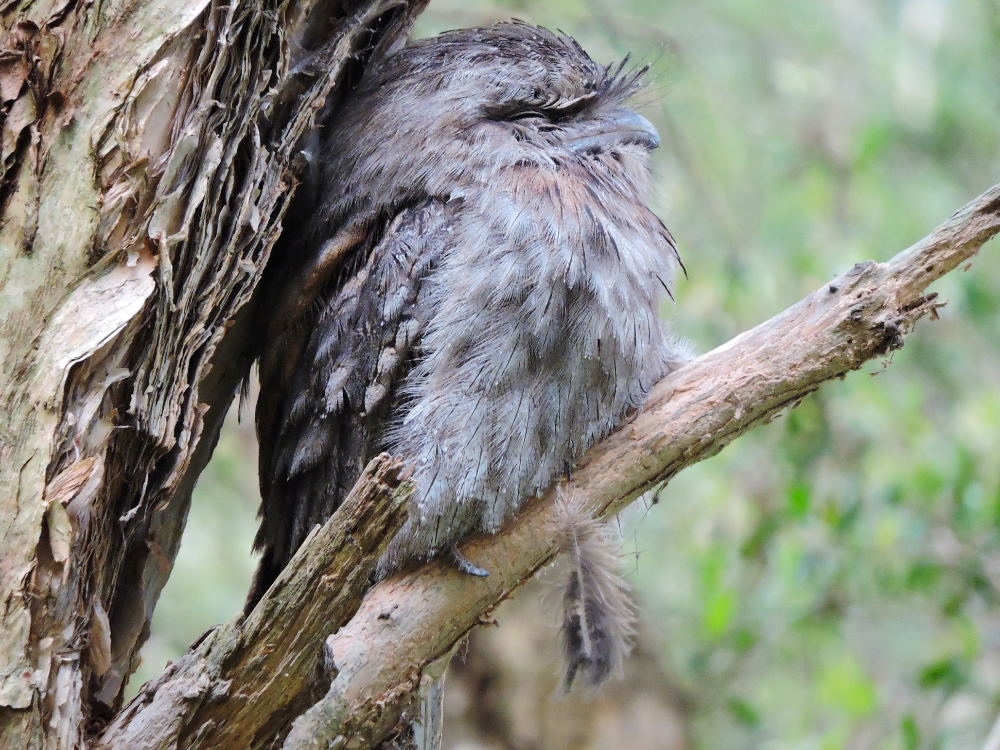 Tawny Frogmouth Tawny Frogmouth