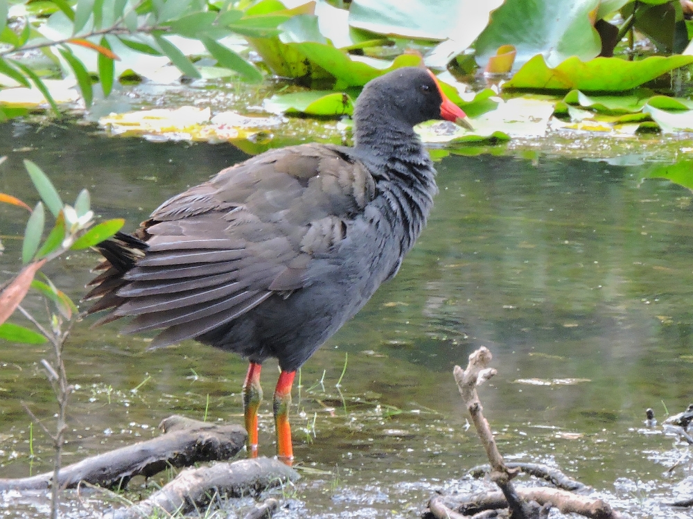 Dusky Moorhen Dusky Moorhen