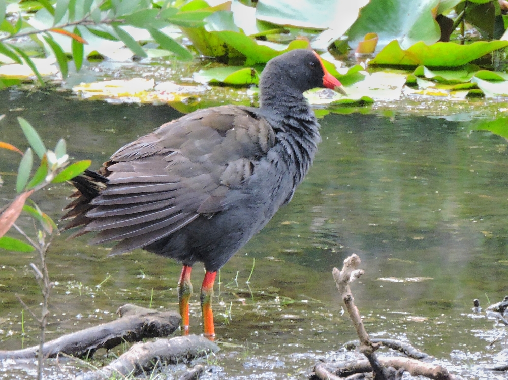  Dusky Moorhen 