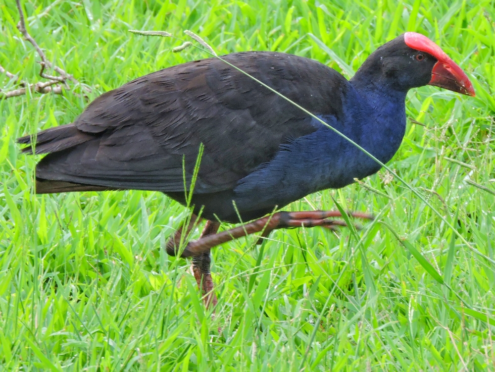 Australasian Swamphen Australasian Swamphen