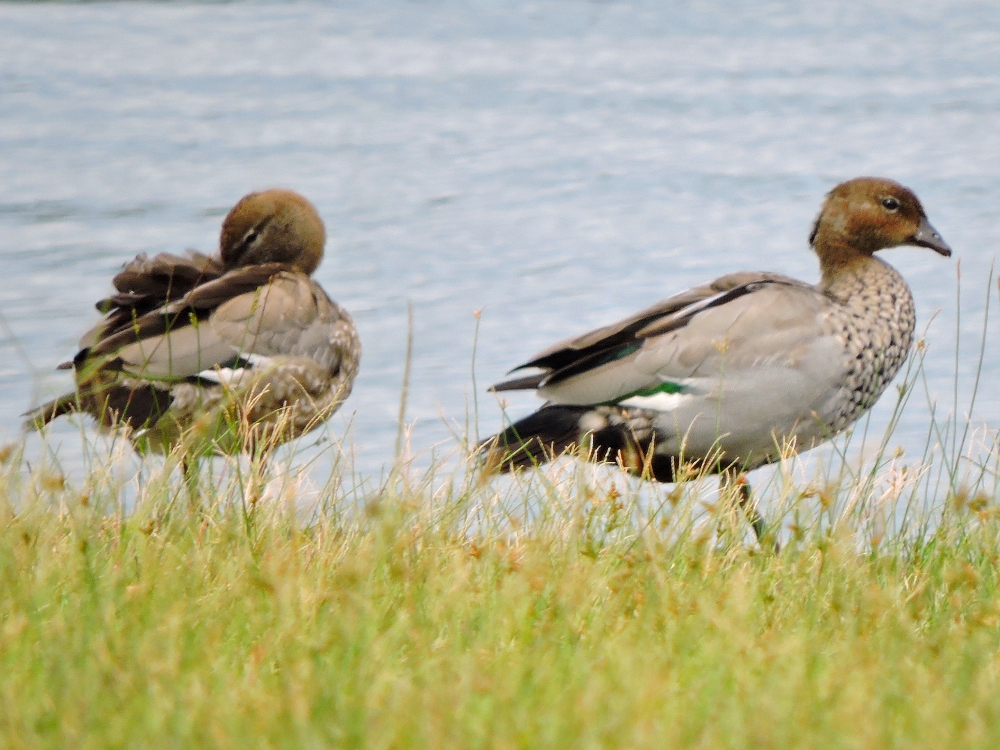 Maned Duck Maned Duck