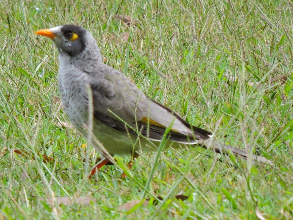  Noisy Miner 