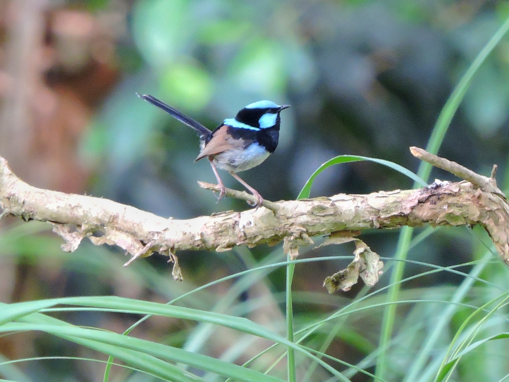 Superb Fairywren Superb Fairywren
