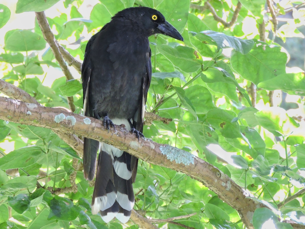  Pied Currawong 