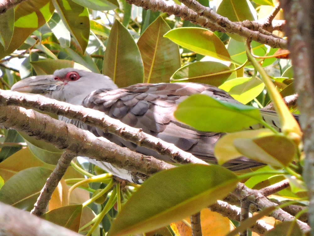 Channel-Billed Cuckoo Channel-Billed Cuckoo