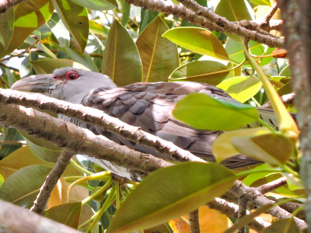  Channel-Billed Cuckoo 