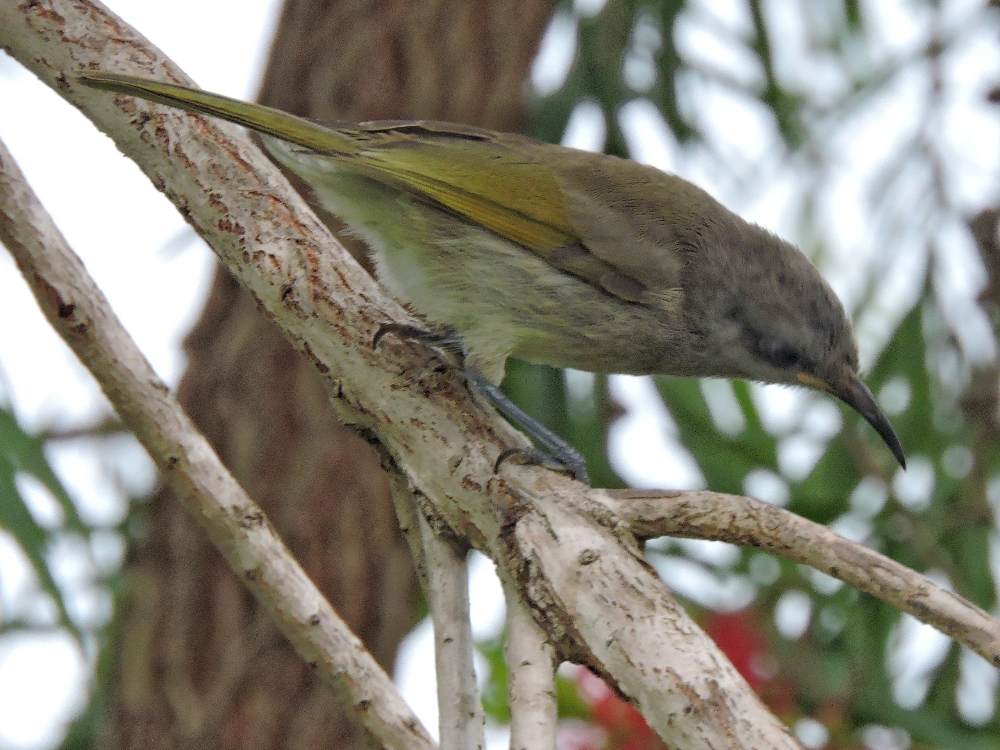  Dark-Brown Honeyeater 