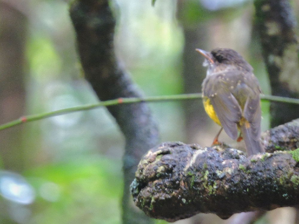  Yellow-Bellied Robin 