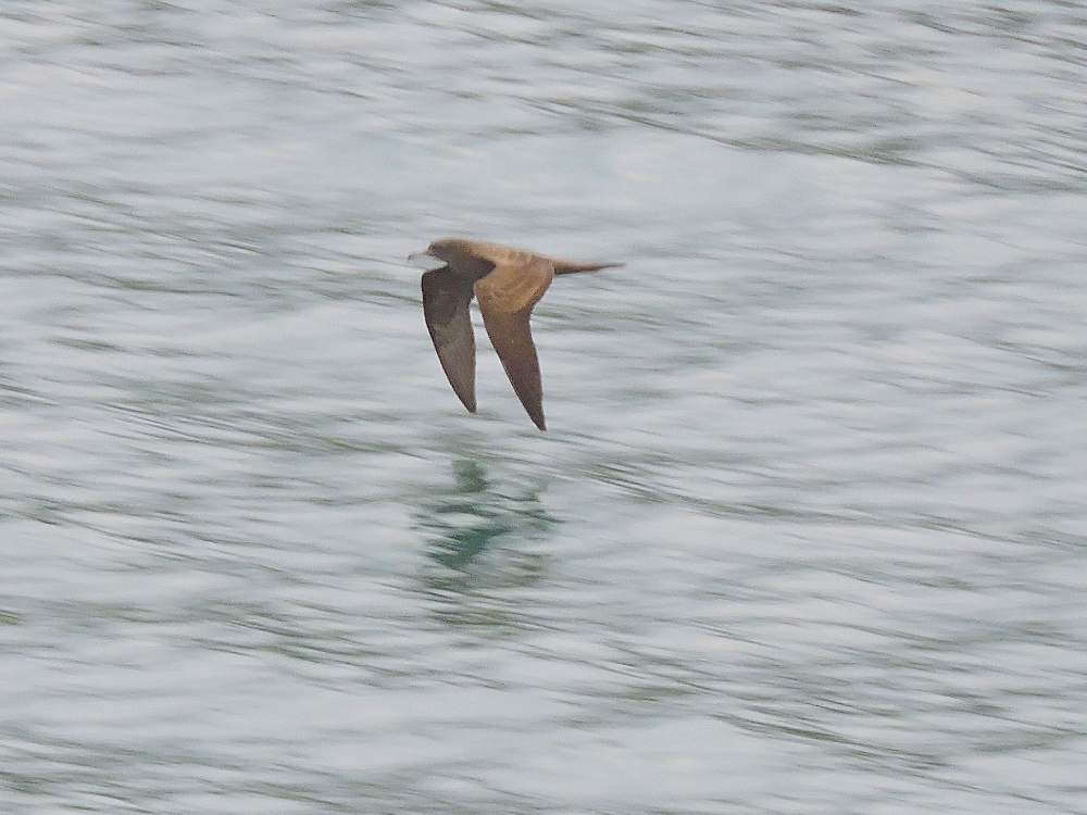  Wedge-Tailed Shearwater 