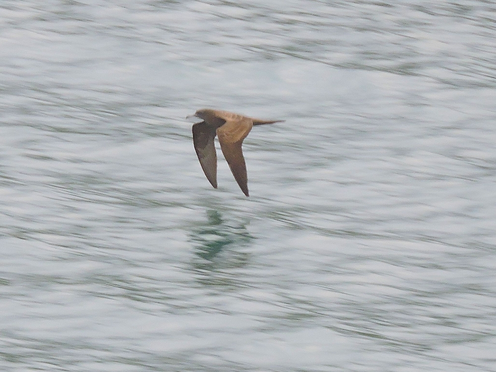  Wedge-Tailed Shearwater 