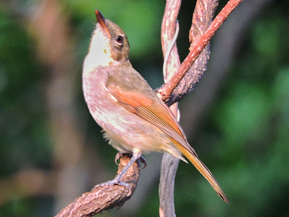  New Caledonian Whistler 